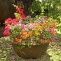 Composition de bougainvilliers dans une marmite  cuire le sucre